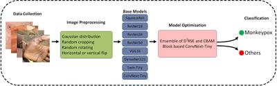 MpoxNet: dual-branch deep residual squeeze and excitation monkeypox classification network with attention mechanism